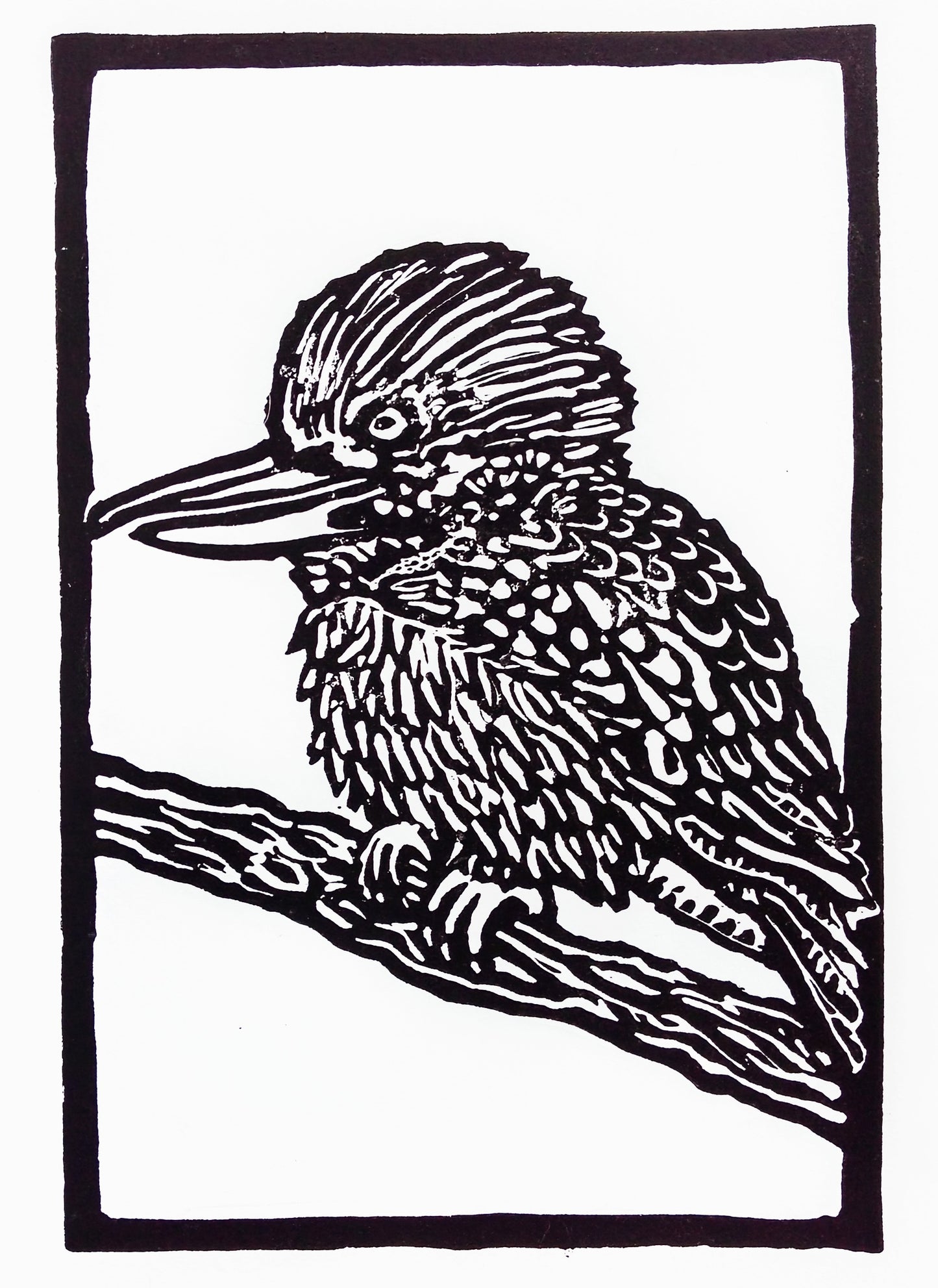Kookaburra