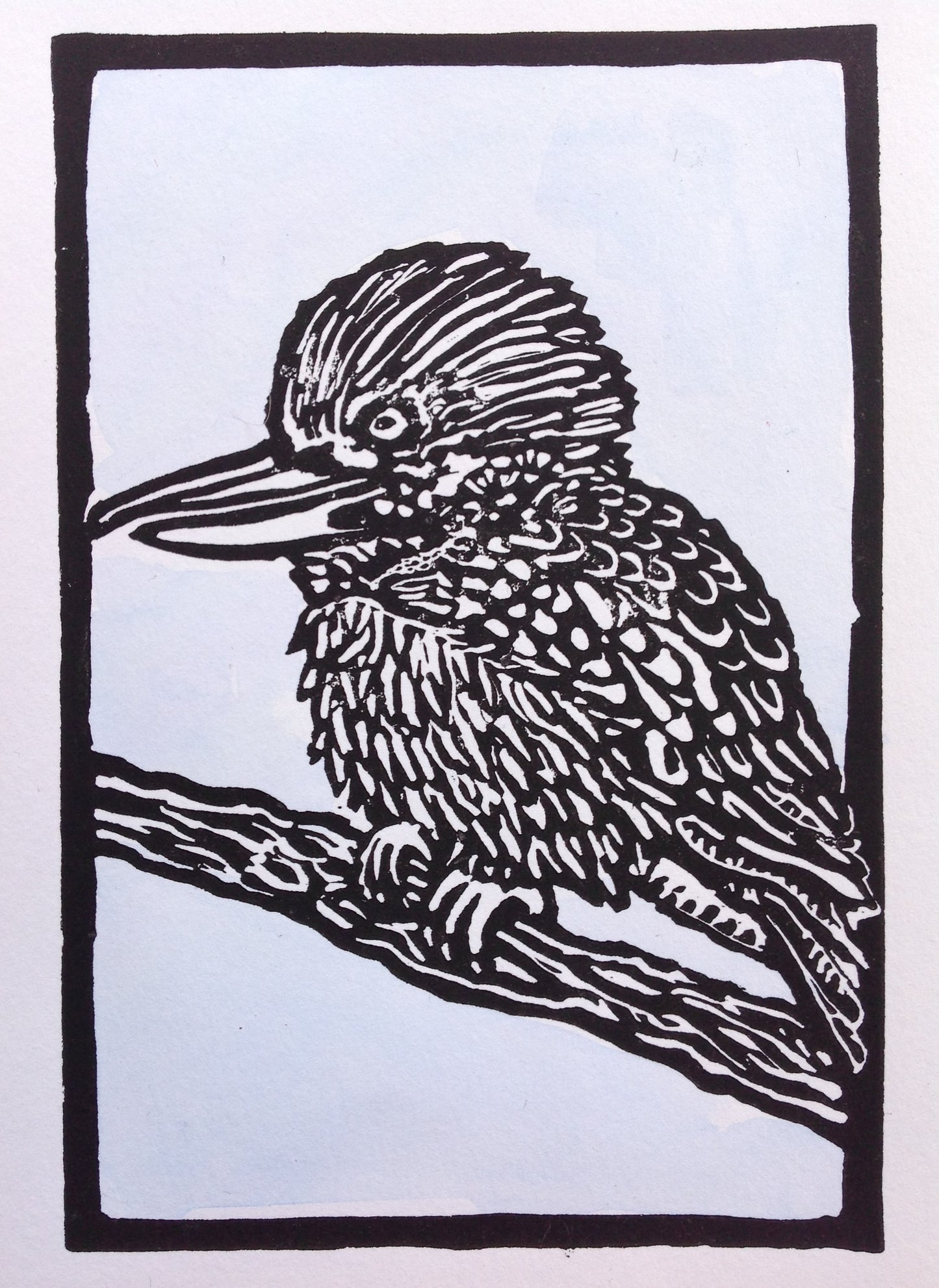 Kookaburra