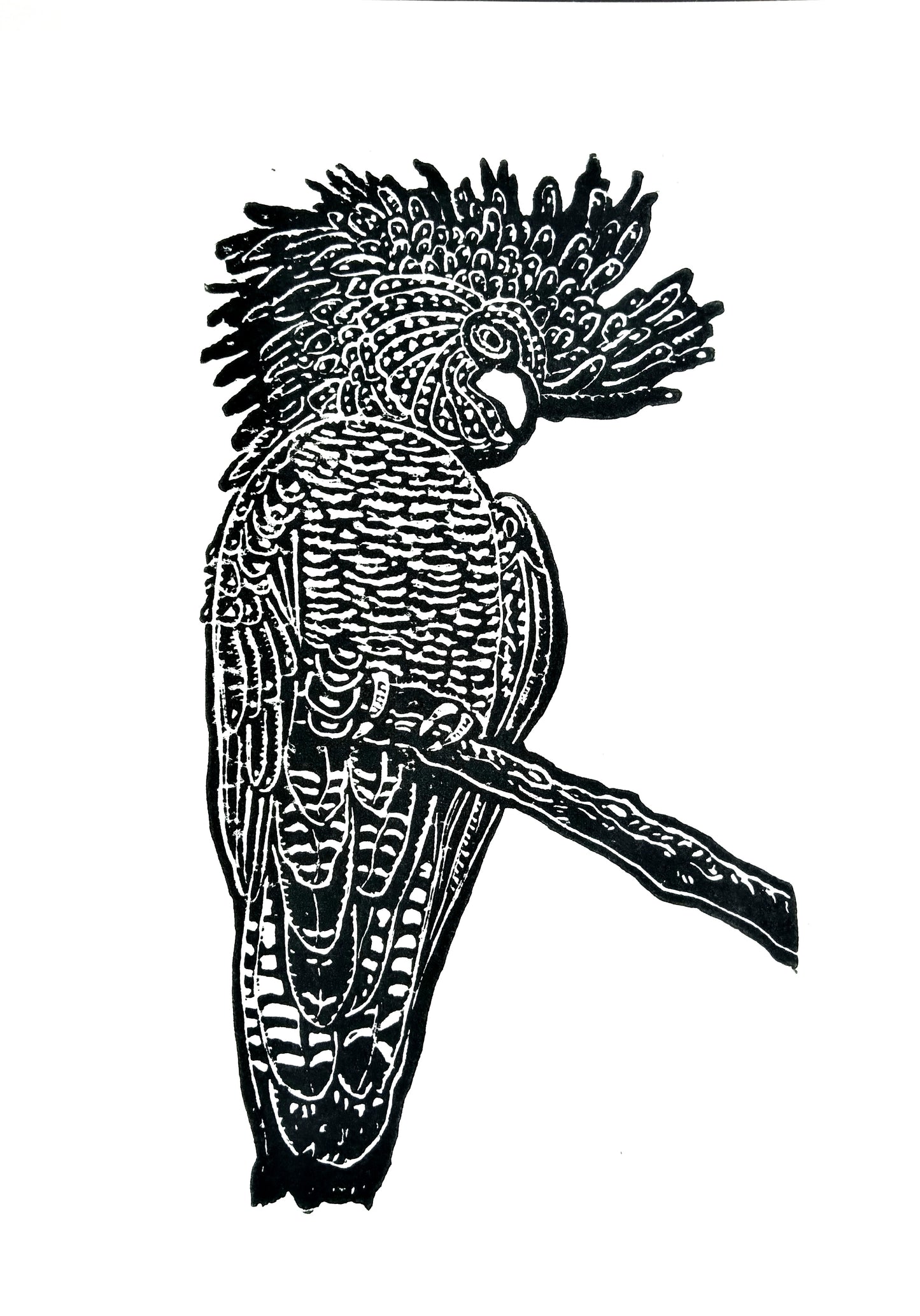 Black cockatoo